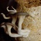 Workshop 1: Grow your own mycelium art piece!
